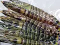 天草産生食用車エビ(冷凍)250g(とらふぐ販売ふくとく)