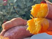 鹿島焼芋 純 1.5kg(鹿島焼芋)