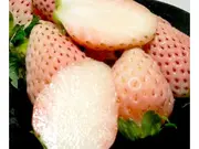 福岡産 博多 淡雪(あわゆき)イチゴ 大粒 12個前後入り化粧箱(鳥羽伊三)