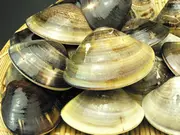 三重県産桑名産 天然大はまぐり(マルタカ水産)