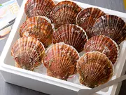 三陸産殻付活ホタテ 約2.5kg(11~17枚)帆立ナイフ・レシピ付(山内鮮魚店)