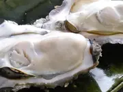 北海道・活牡蠣(殻付き生食)仙鳳趾 特大4Lサイズ 10個(アツマル水産)
