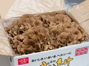 一正のまいたけ 四株(いちまさオンラインショップ)