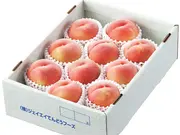 川中島白桃(JAてんどうフーズ通信販売 天の童)