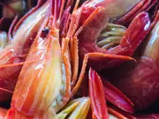 野付の北海シマエビ(大サイズ・1kg)(大隅商店ネットショップ部)