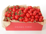 香トマト 1kg(OGAWA FARM STORE)