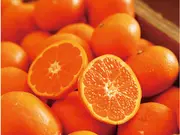 蔵出し晩生みかん5kg 一級品(蔵出しみかんの藤原農園)