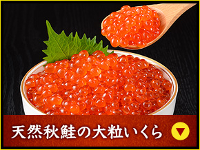 天然秋鮭の大粒いくら