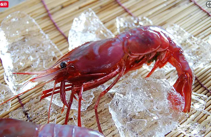 幻のぶどうえび 特大 300g_0