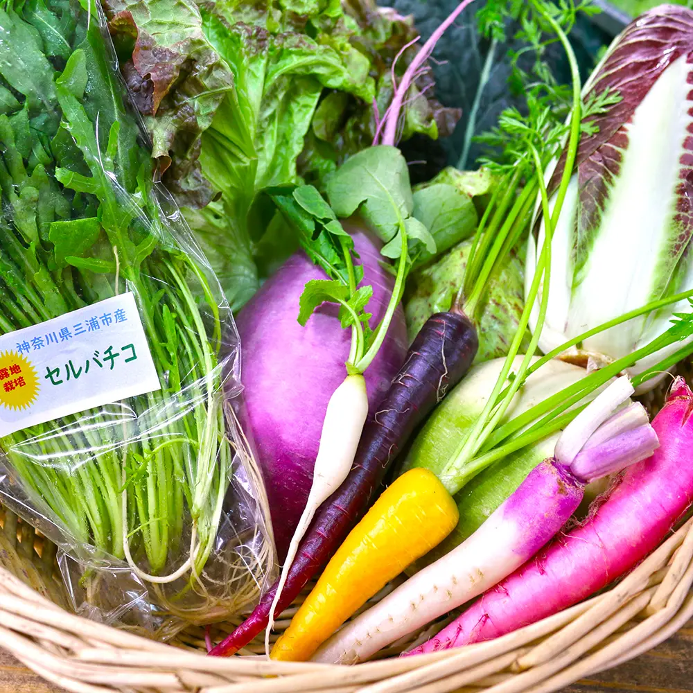 朝採り！「旬の三浦野菜」レギュラーセット_0