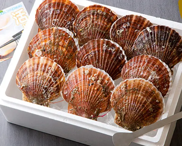 山内鮮魚店「三陸産殻付活ホタテ 約2.5kg（11～17枚）帆立ナイフ