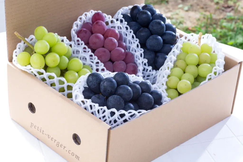 ぶどう詰合せ　園主おまかせバラエティセット　Medium（5～7房：約2Kg）_0
