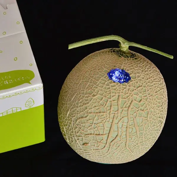 メロン職人が育てたマスクメロン_0