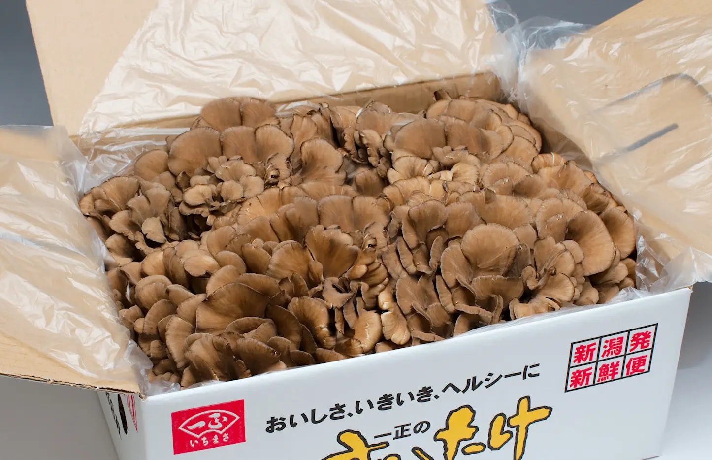 一正のまいたけ 四株_0