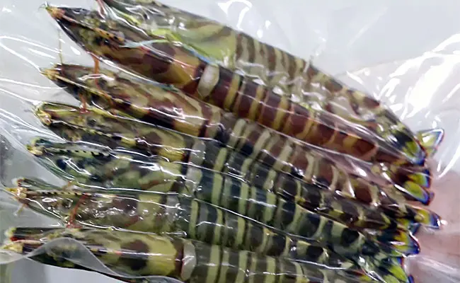 天草産生食用車エビ（冷凍）250g_0