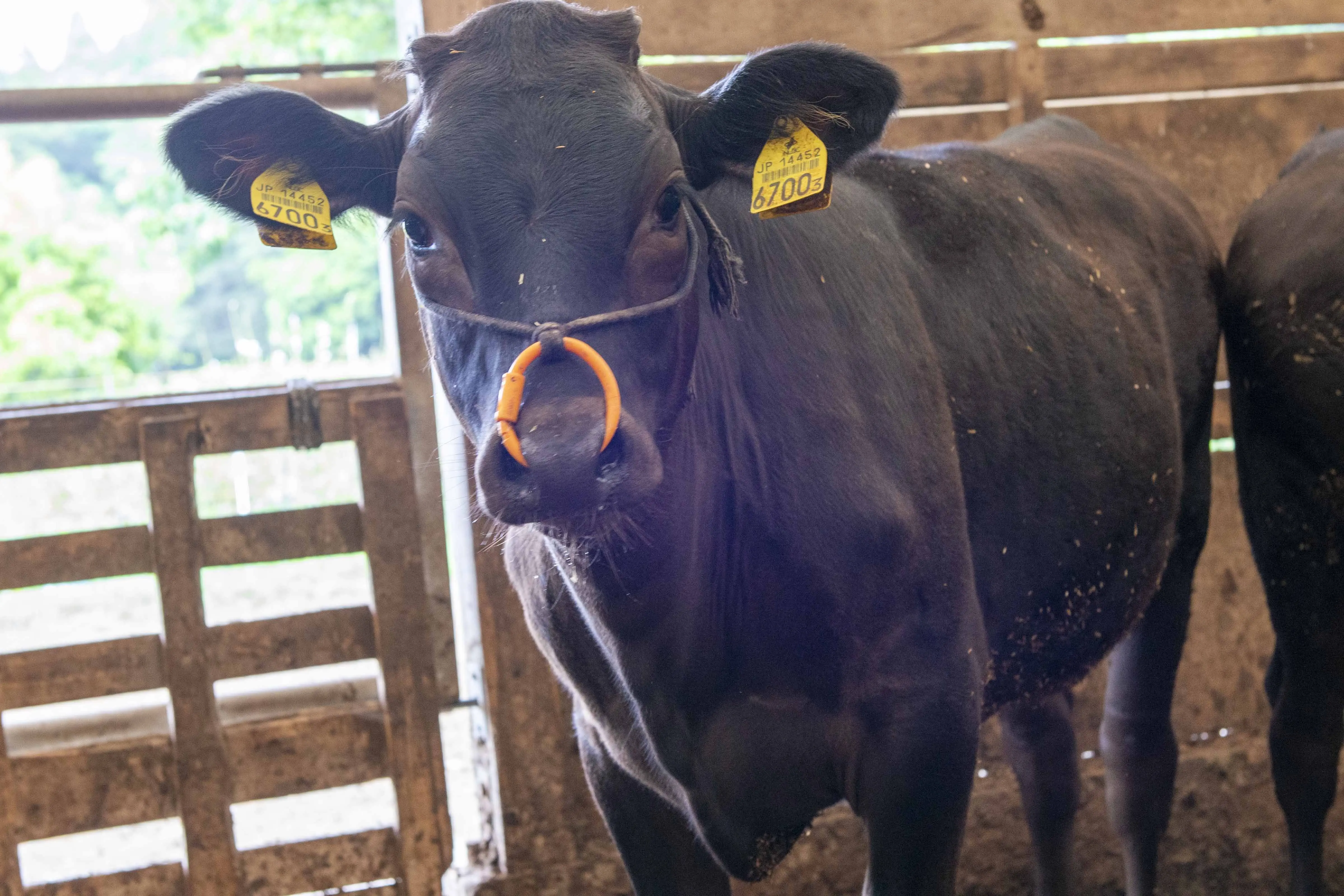 厳選ホルモン焼肉セット(3人前)_3