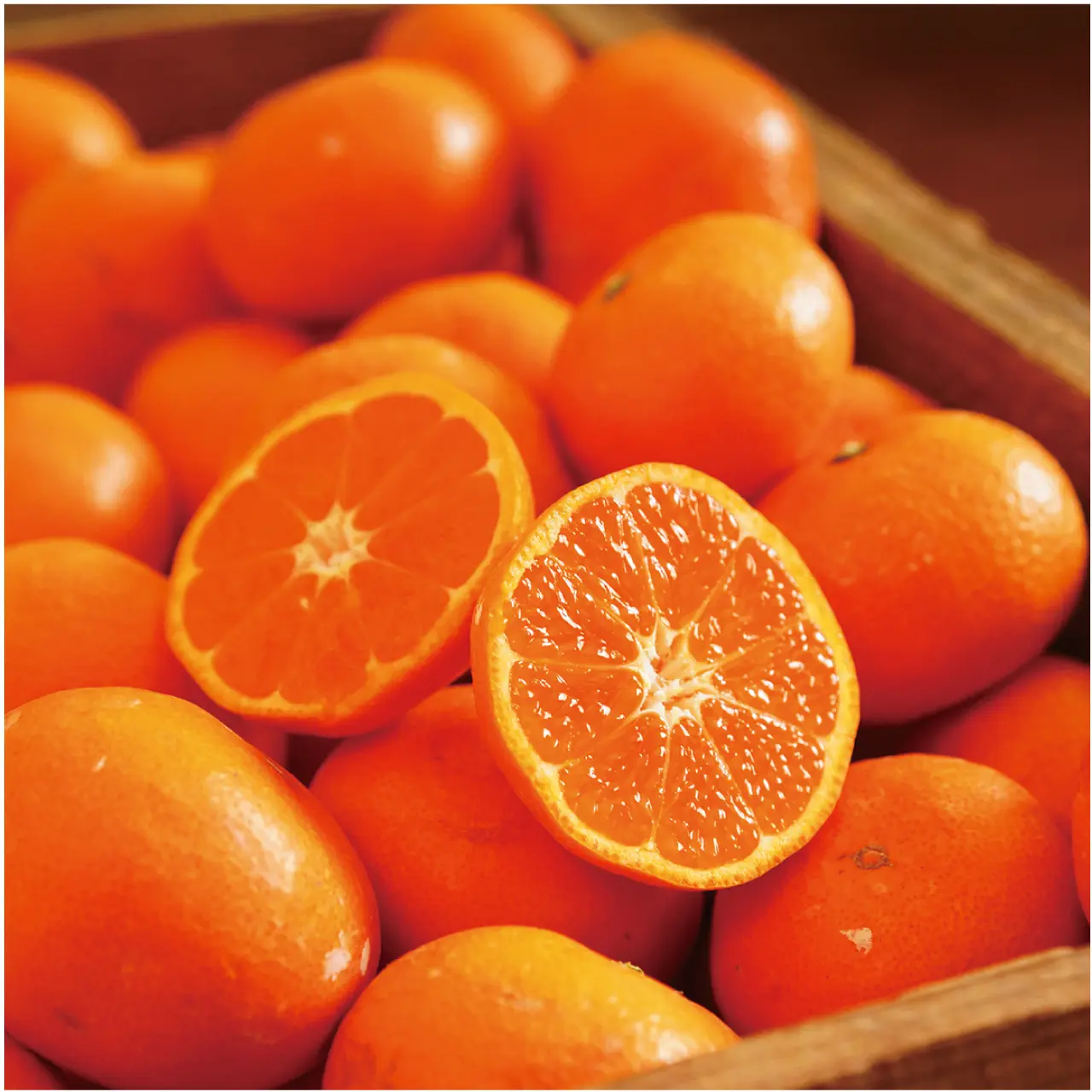 蔵出しみかんの藤原農園「蔵出し晩生みかん5kg 一級品」のお取り寄せ 蔵出しみかんの藤原農園「蔵出し晩生みかん5kg 一級品」のお取り寄せ