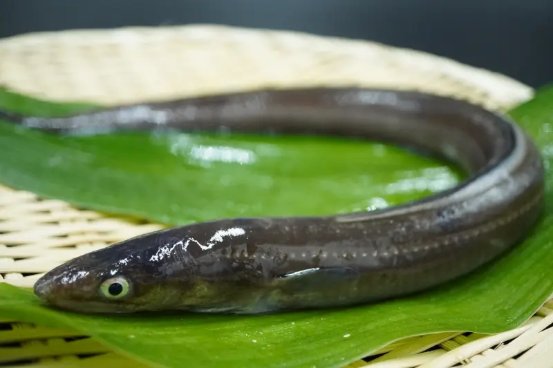 広島 大崎上島産 内浦あなごのしゃぶしゃぶ(2～3人前)_1