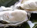 北海道・活牡蠣（殻付き生食）仙鳳趾 特大４Lサイズ 10個(アツマル水産)