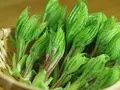 天然山菜　コシアブラ300g(天然きのこ・山菜の奥会津旬彩館)