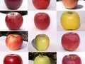 旬のりんご　3kg箱（約2.5kg入）(山下フルーツ農園)
