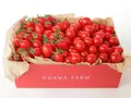 香トマト 1kg(OGAWA FARM STORE)