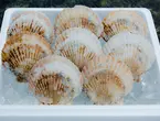 特大活ホタテ8枚入り