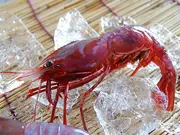 幻のぶどうえび 特大 300g(知床三佐ヱ門本舗)