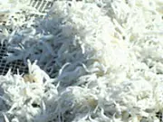 森国商店 釜揚げ天日干しちりめんじゃこ 500g (土佐へきてみい屋)