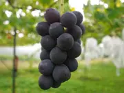 すたんだーど 巨峰　Small：2〜3房（750g以上）(ぷてぃ・べるじぇ)