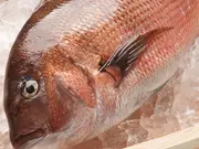1尾まるごと！龍馬鯛(匠の魚商)