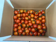 ミニトマト 1.5kg(野菜ショップ 浜ノ野)