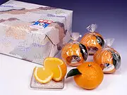 柑乃雫　Ｍ玉5個入り(萩みかんのたけなか)