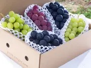 ぶどう詰合せ　園主おまかせバラエティセット　Medium（5～7房：約2Kg）(ぷてぃ・べるじぇ)