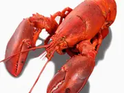 天然 活オマール海老（450ｇ）2尾セット (活物専門商社　魚活)