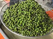 生マーガオ 20g(森と海のあいだのトージバ)