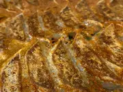 名物ひとくち冷凍餃子40個入り(餃子専門店しのはら)