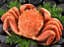 身詰まり抜群の堅蟹を厳選！噴火湾産 浜茹で黄金毛ガニ