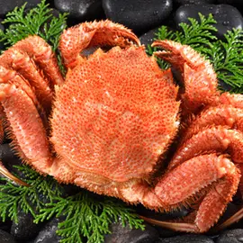 身詰まり抜群の堅蟹を厳選！噴火湾産 浜茹で黄金毛ガニ(通販専門店ふるさと産直村)
