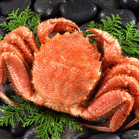 【身詰まり抜群の堅蟹を厳選】噴火湾産黄金毛ガニ