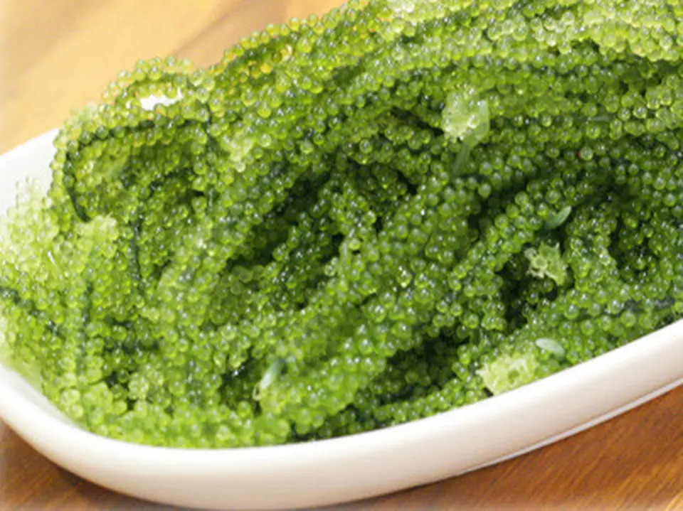 海ぶどう100ｇ×3パックセット_0