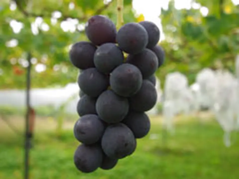 すたんだーど 巨峰　Small：2〜3房（750g以上）_0