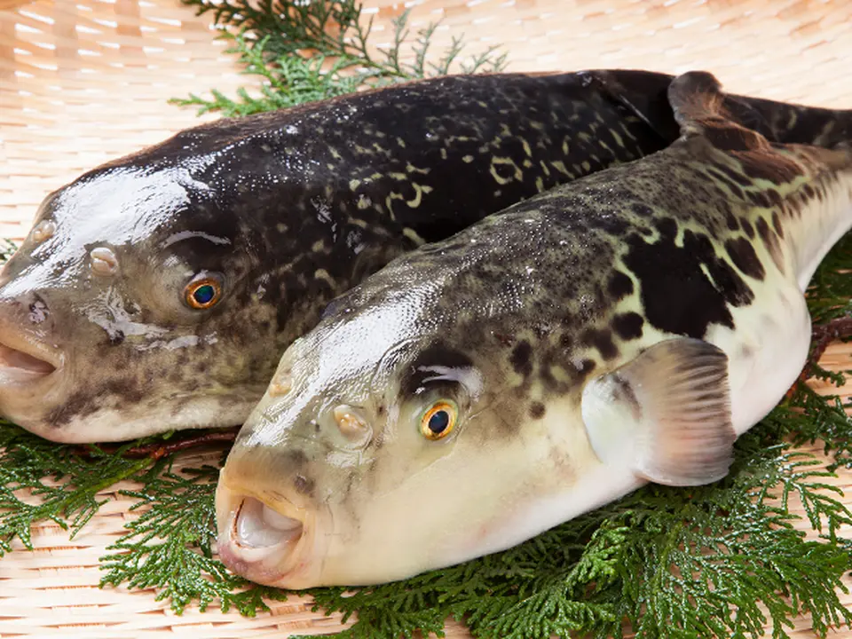 長崎県産とらふぐの刺身 2皿セット(2〜3人前×2皿)_1