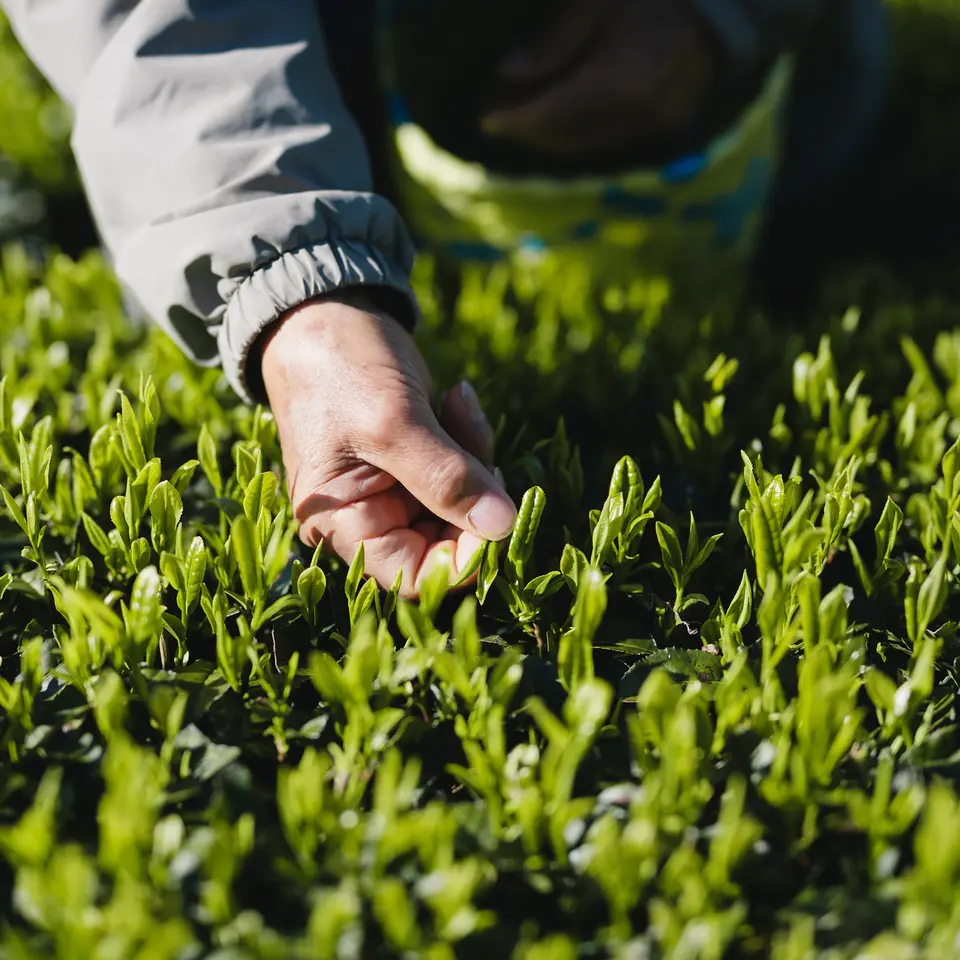 新茶あんどら焼き（8個入）_2