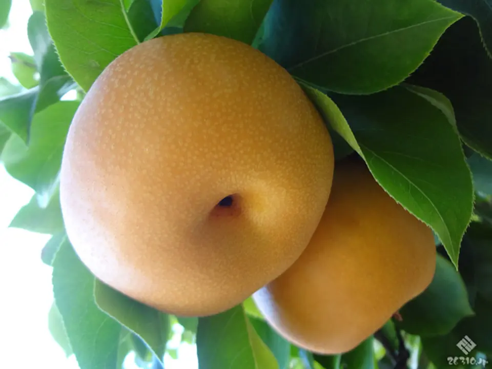 南信州こだわりのステビア栽培「梨」6玉_3