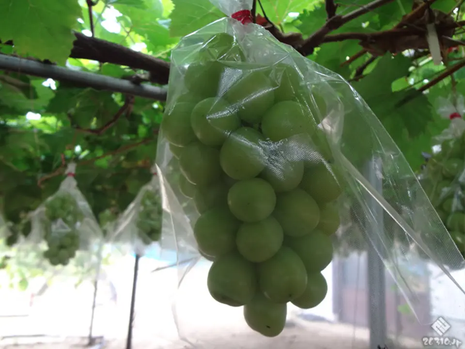 マスカット・オブ・アレキサンドリア2房_3