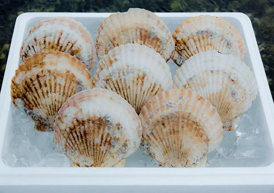 特大活ホタテ8枚入り_0