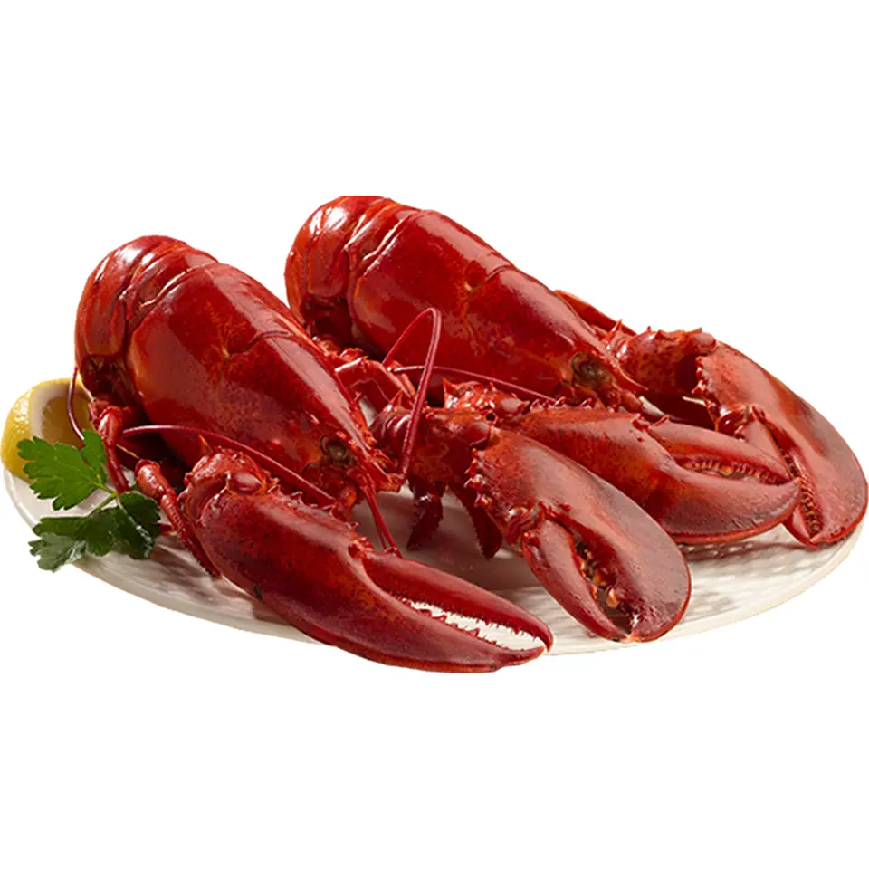 天然カナダ・アメリカ東海岸産 活ロブスター特大 600g以上×3尾_0