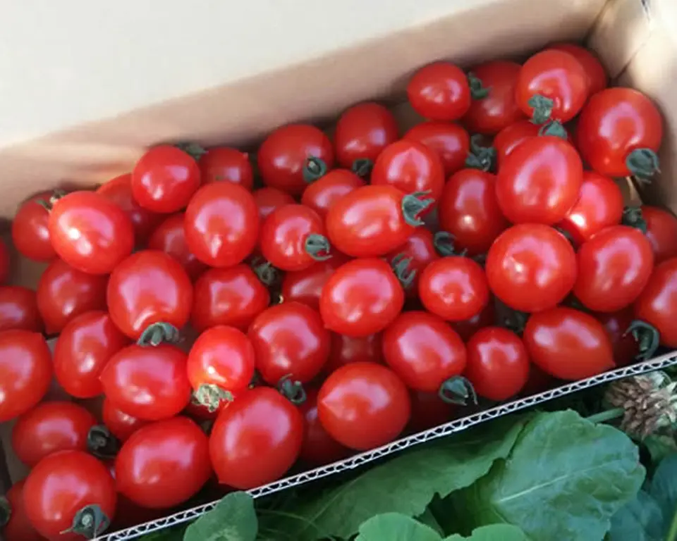 有機栽培ミニトマト_0