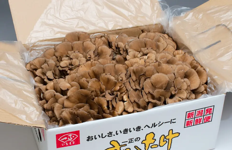 一正のまいたけ 四株_0